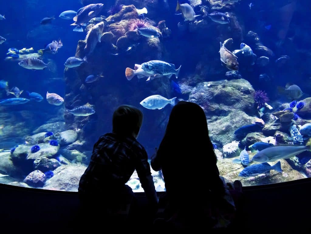 Tripps Now Reviews Reveal America's Most Popular Zoos
