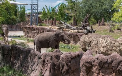 Tripps Now Reviews Reveal America’s Most Popular Zoos