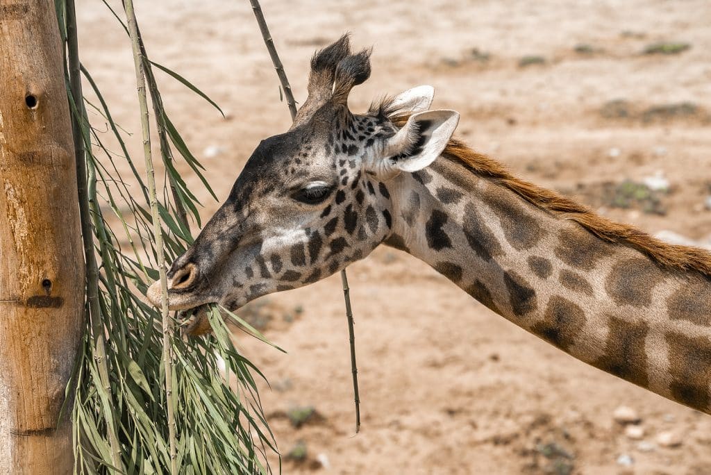 Tripps Now Reviews Reveal America's Most Popular Zoos 3